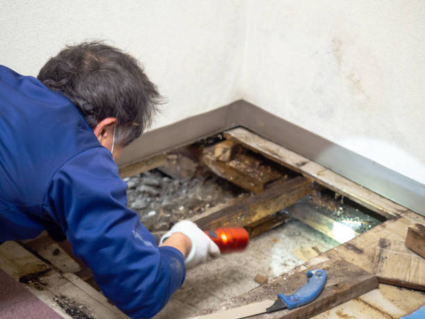 Best Mold Cleaning Services  in Jonesville, VA