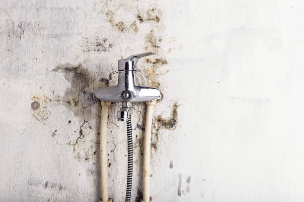 Trusted Jonesville, VA Mold Removal Experts