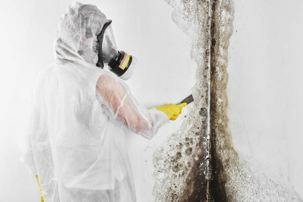 Best Residential Mold Removal  in Jonesville, VA