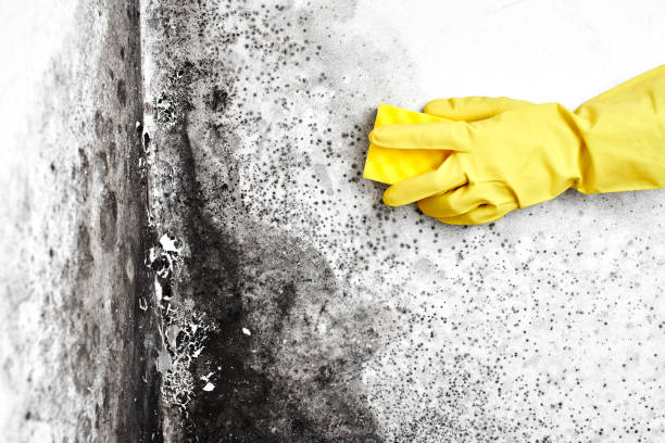 Best Mold Removal Company Near Me  in Jonesville, VA