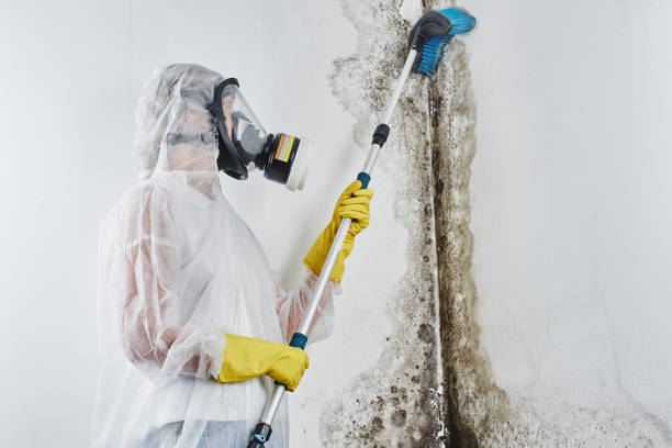 Best Black Mold Removal  in Jonesville, VA