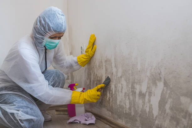 Best Mold Inspection  in Jonesville, VA