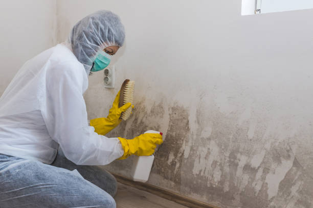 Best Emergency Mold Removal  in Jonesville, VA