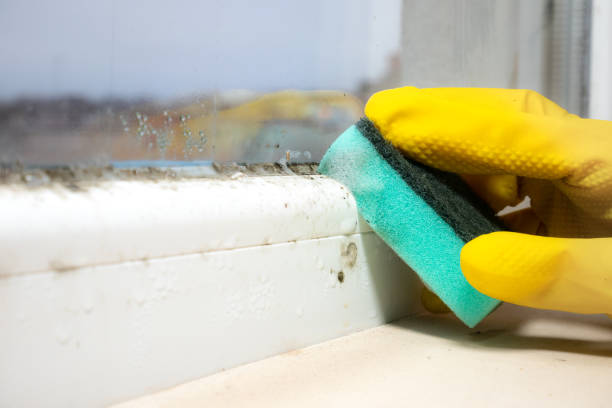 Best Black Mold Removal  in Jonesville, VA