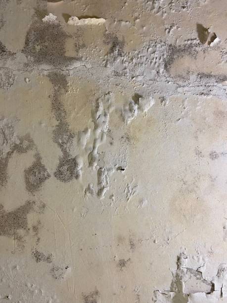 Best Best Mold Removal Companies  in Jonesville, VA