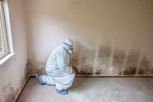 Best Mold Testing  in Jonesville, VA