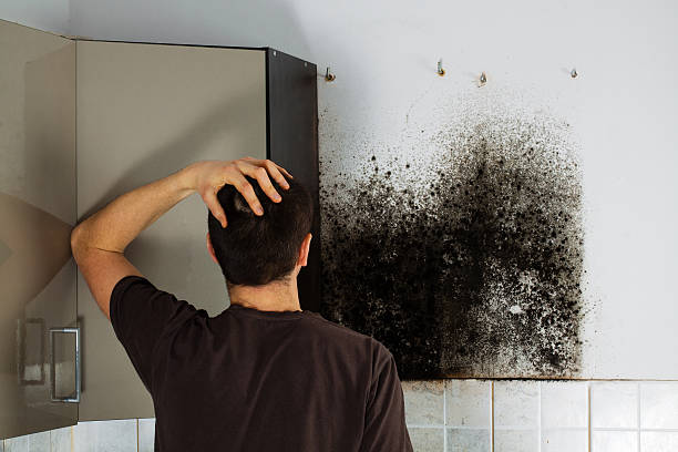 Mold Removal and Inspection in Jonesville, VA