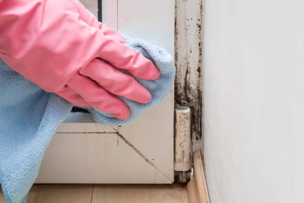 Best Office Mold Removal Services  in Jonesville, VA