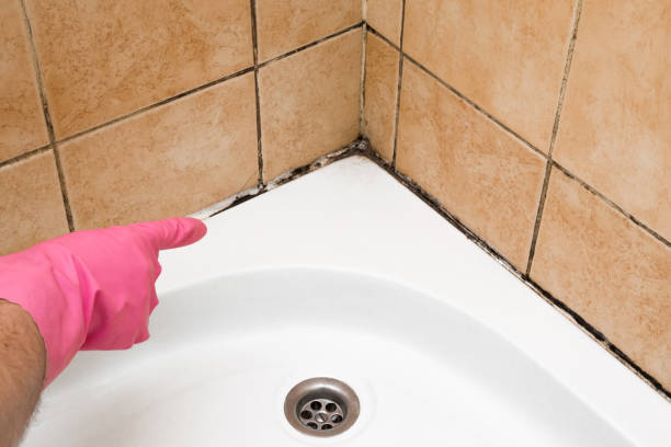 Mold Testing and Removal in Jonesville, VA