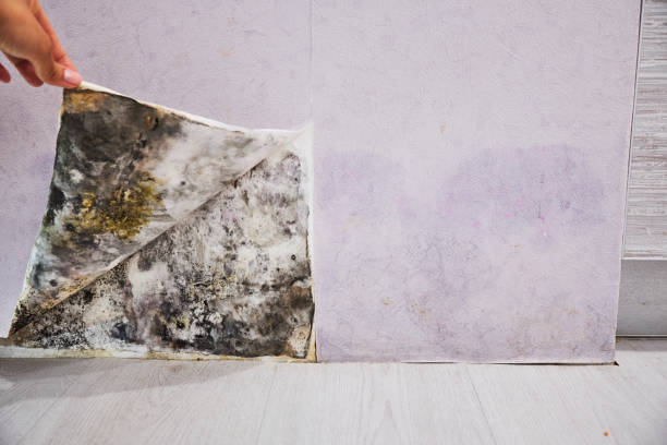 Best Mold Removal and Inspection  in Jonesville, VA